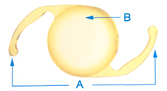 A - Arms ( haptics) B - Lens body (optic) The ACRYSOF® Natural IOL lens is a single-piece lens. The arms (or haptics) that keep the lens centered and secure are made of the same soft acrylic material as the lens body.