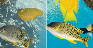 zeissfish